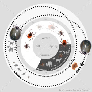 Deer Tick Life Cycle In Massachusetts