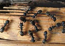 Carpenter Ants