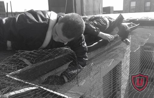 bird netting installation