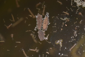 Mosquito Egg Raft