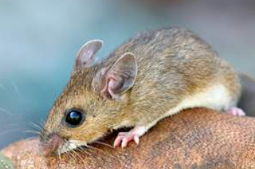 Deer Mice in Massachusetts