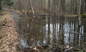 Breeding Sites Caused By Record July Rainfall